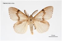 藏品(木毒蛾)的圖片